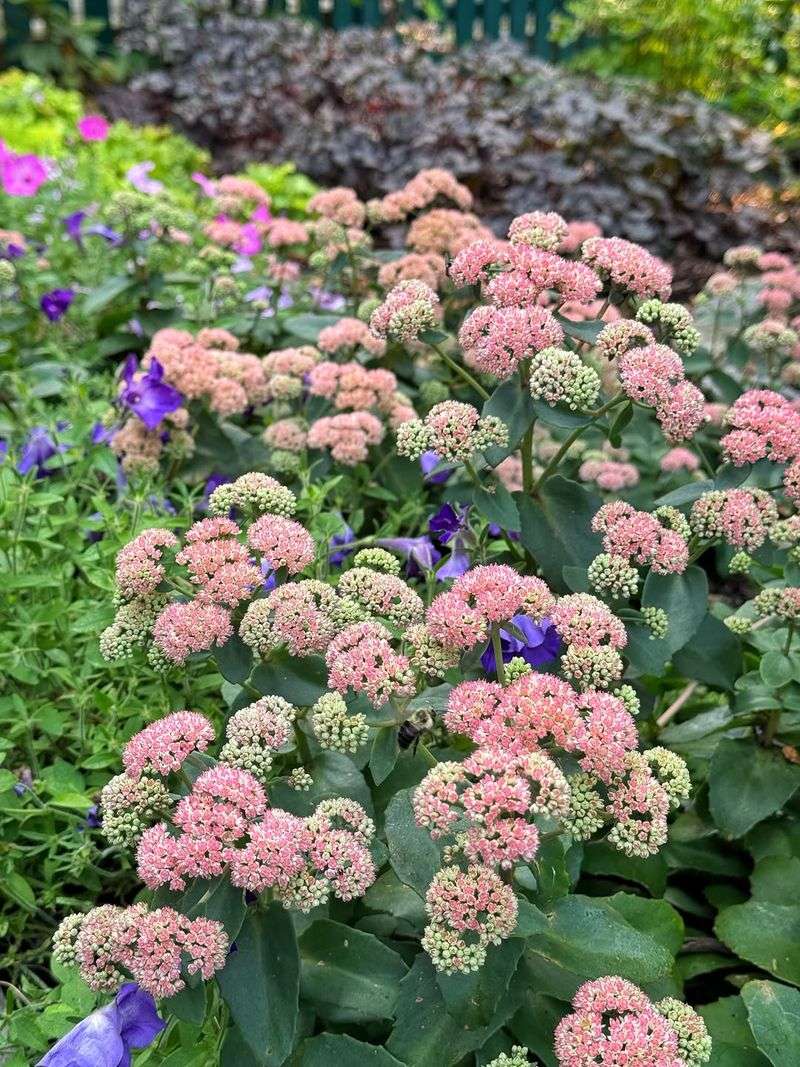 Sedum Thrives Where Others Struggle