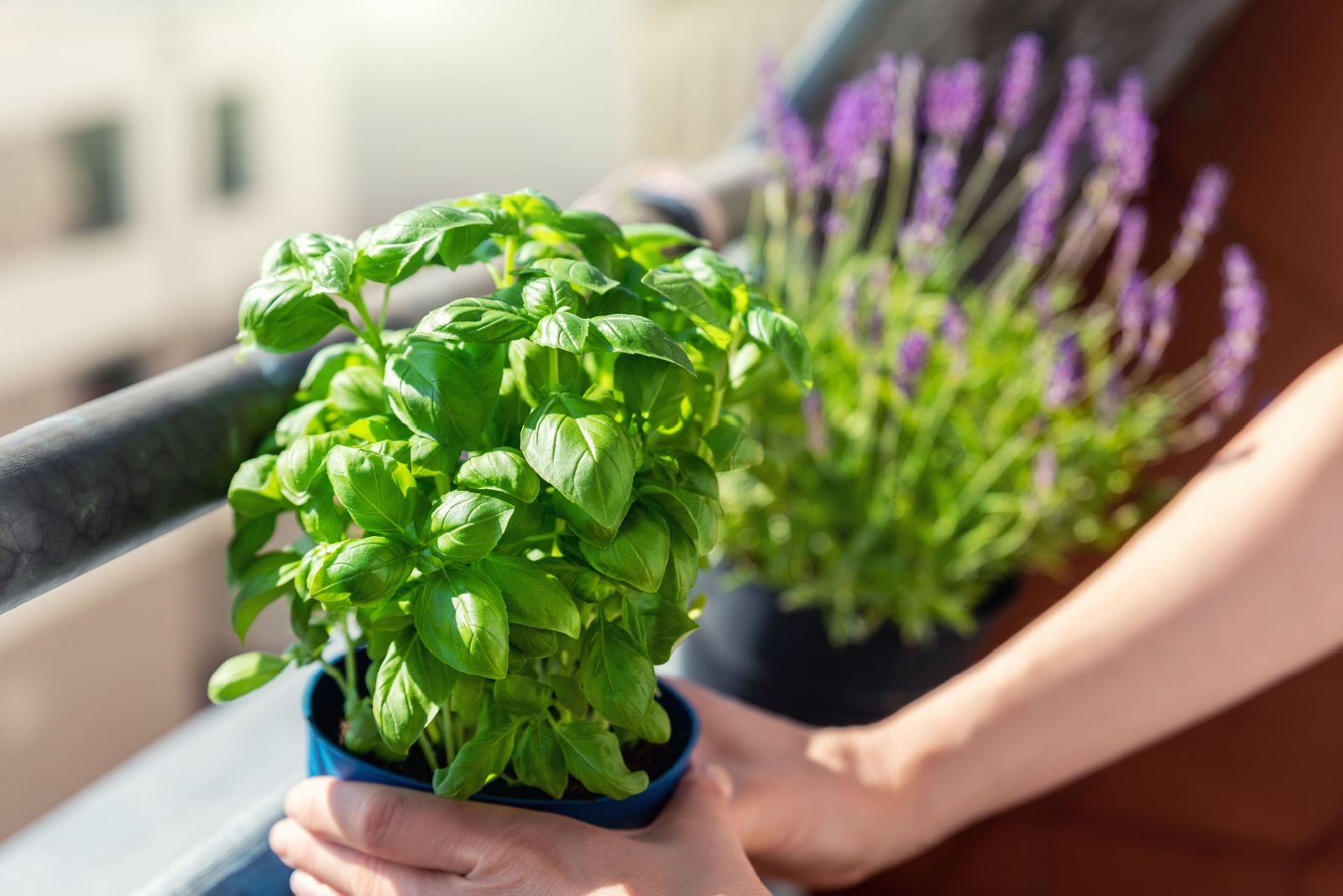 I Tried Growing Herbs Inside During Winter And The Results Surprised Me