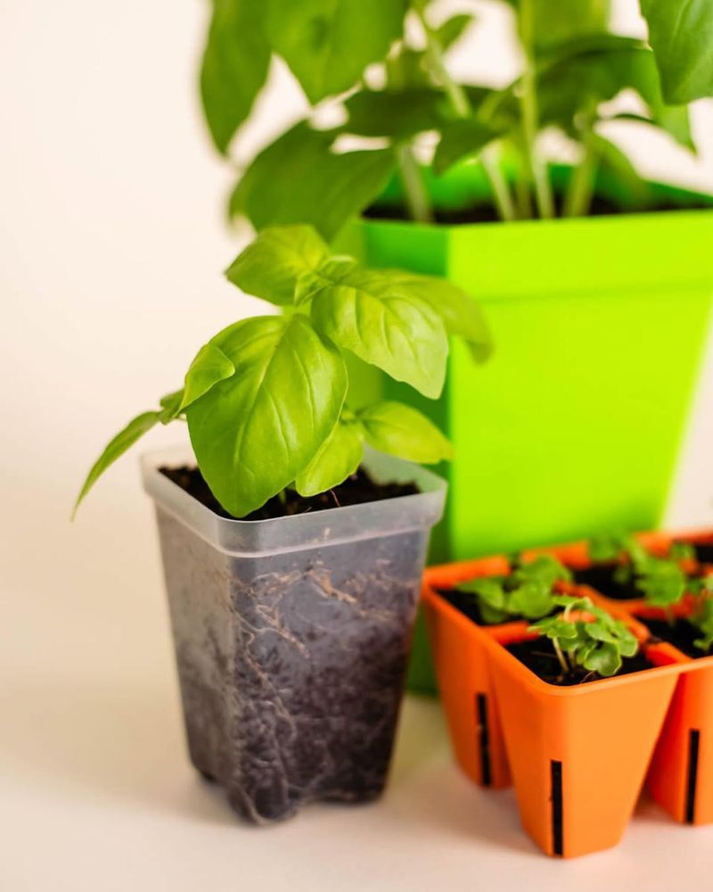 1. Basil Struggled More Than I Expected