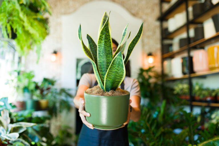 woman holding pot with snake plant