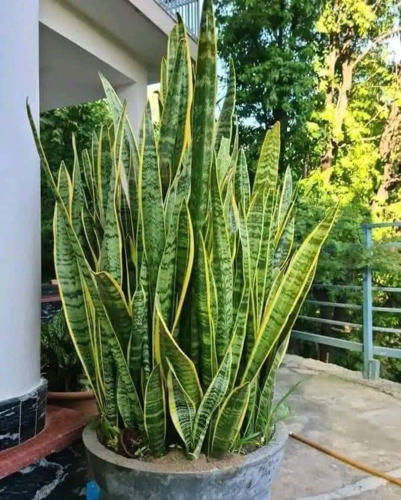 1. NASA Actually Studied This Plant For Air Cleaning