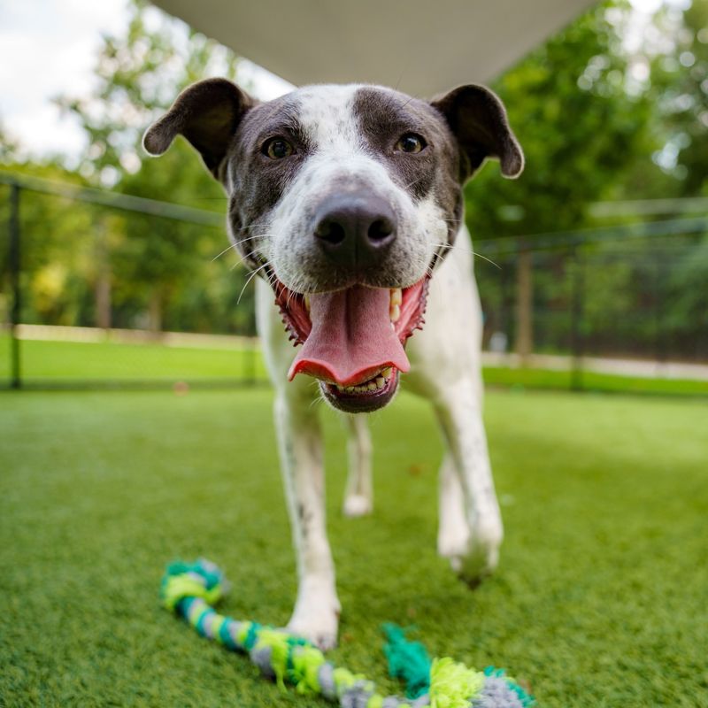 Generally Harmless To Pets And Children Tith Precautions