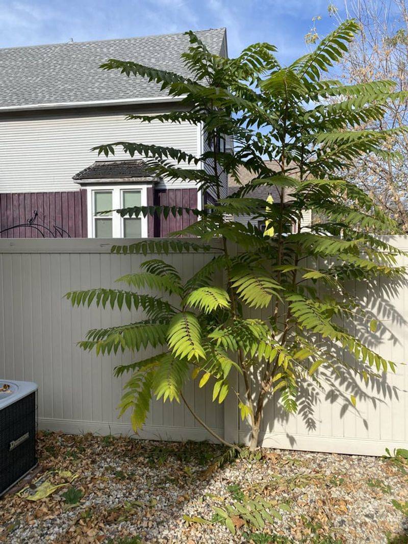 Removal Requires Persistence And Proper Technique