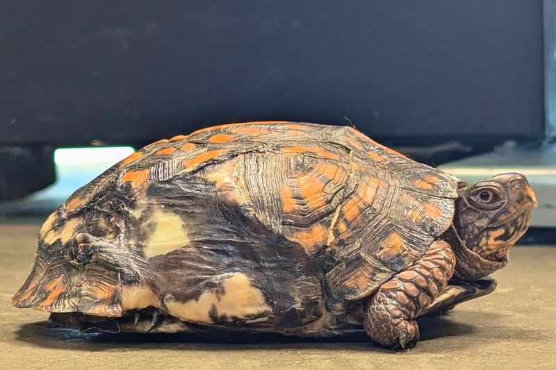 Check If The Turtle Is Injured