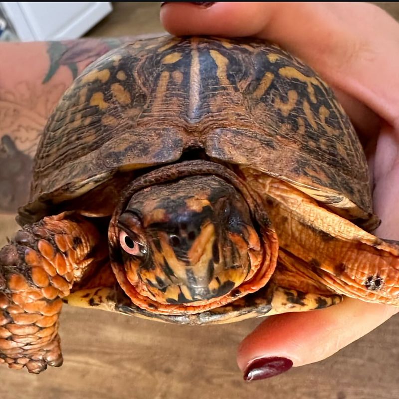 Check If The Turtle Needs Help