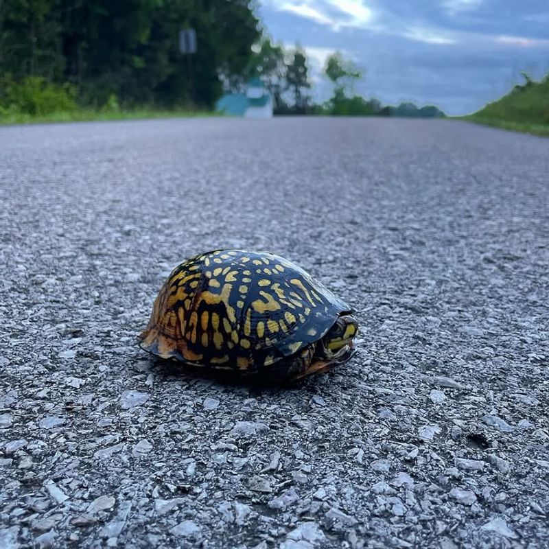 Check If The Turtle Needs Assistance