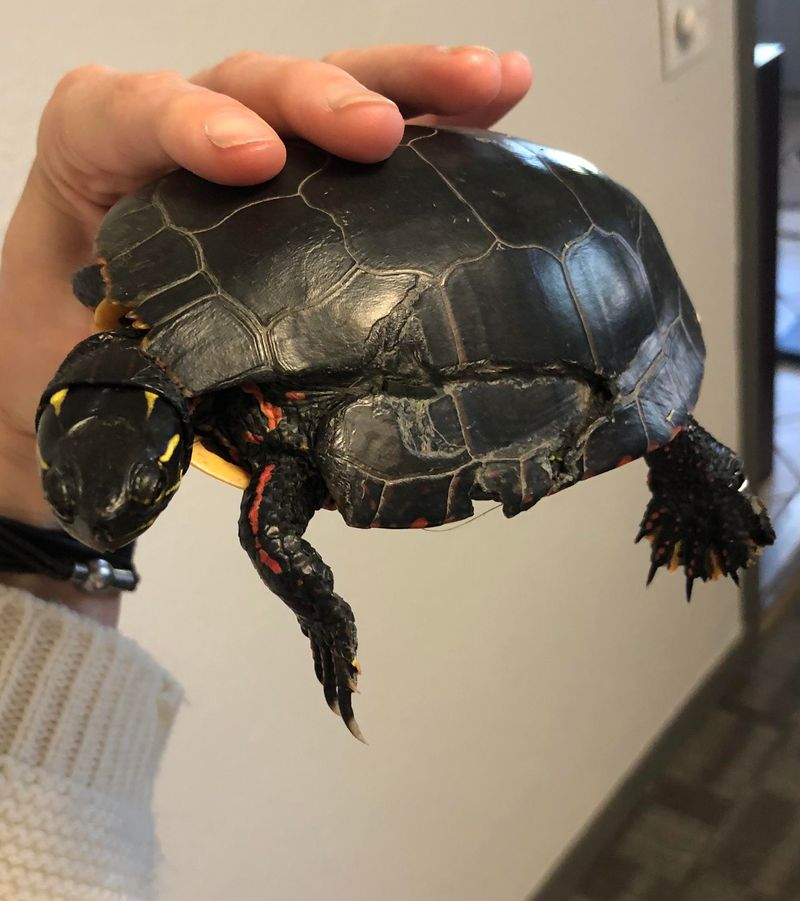 Check For Obvious Injuries Or Distress