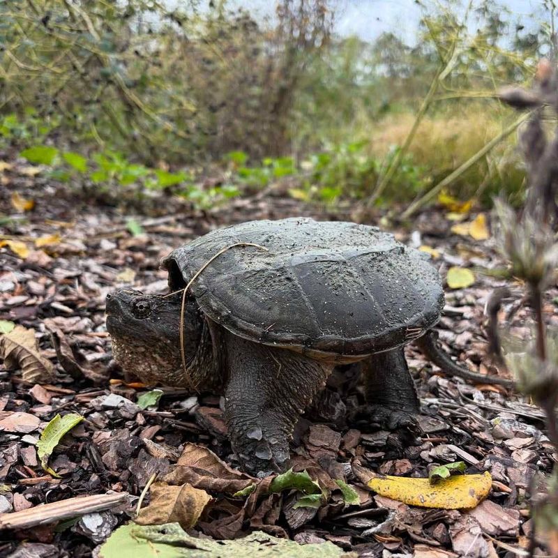 Avoid Picking It Up With Bare Hands