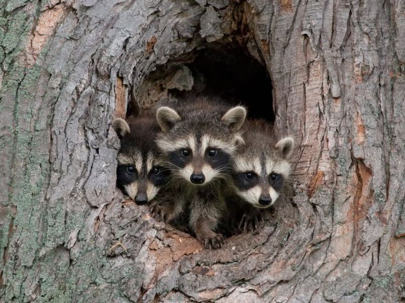 Look For Signs Of Babies Or Nests