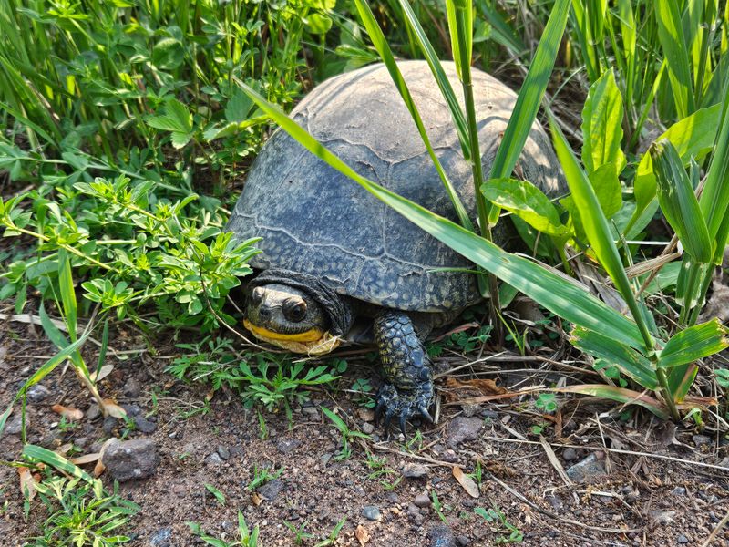 Never Relocate Turtles Far From Home