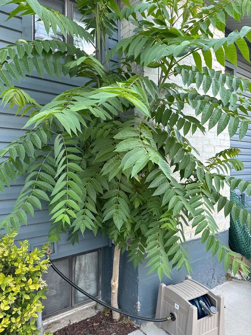 Removing The Tree Requires Careful Planning