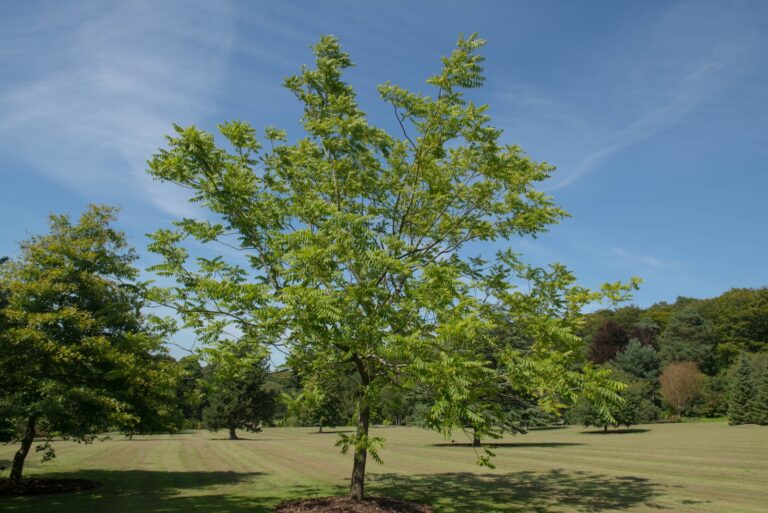 black walnut tree (featured image)