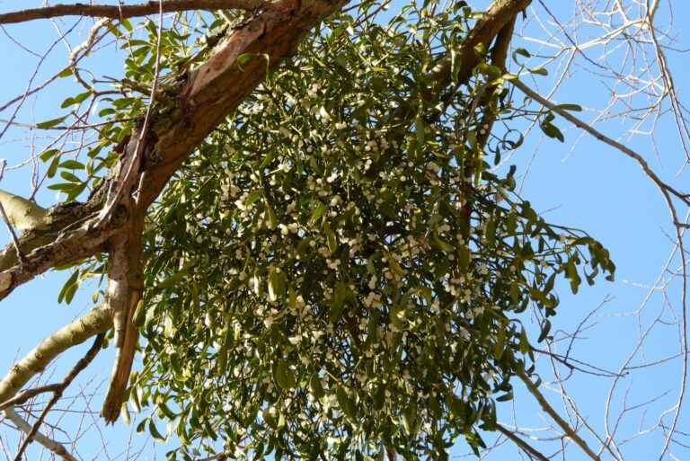 Mistletoe Clumps