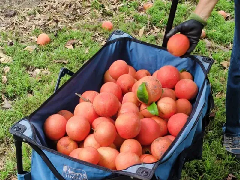 Allowing Fruit To Rot On Trees And Ground