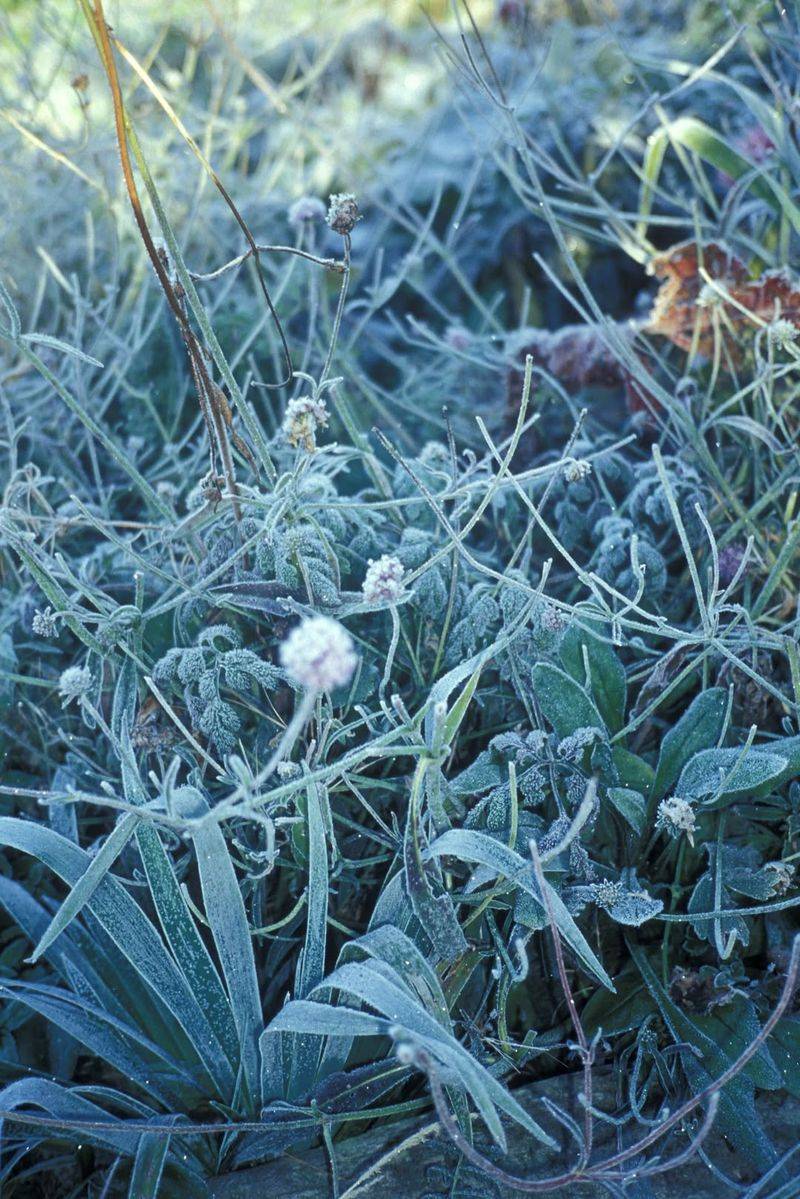 Walking On Frost-Covered Grass