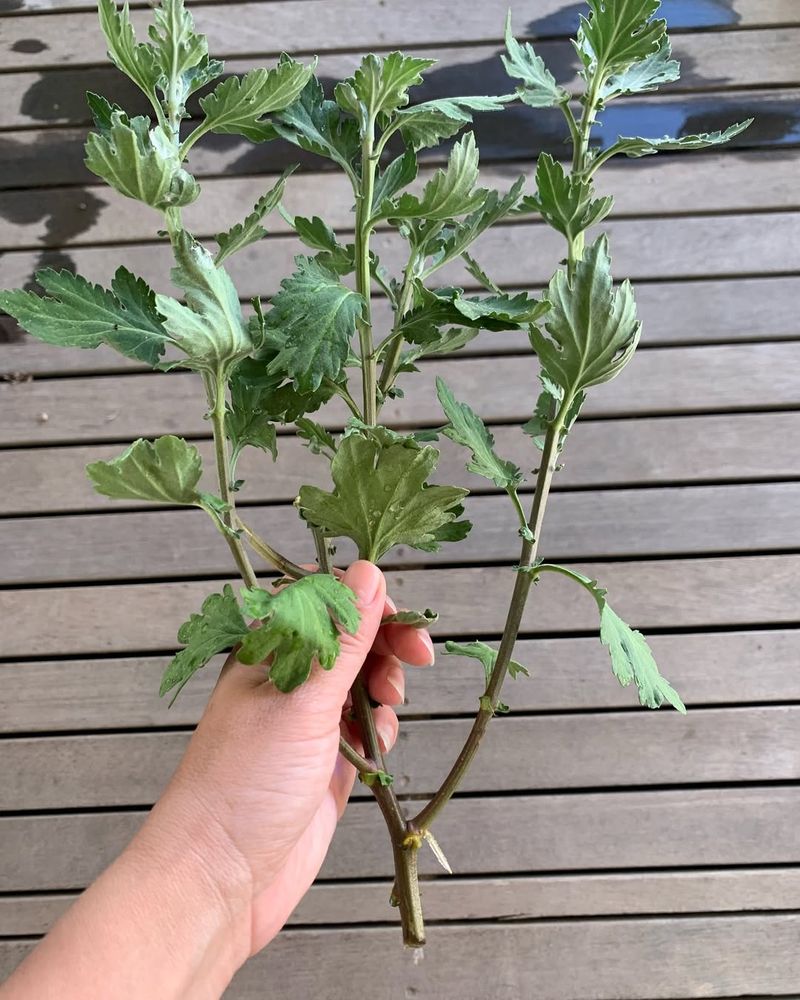 Forgetting To Check Root Health