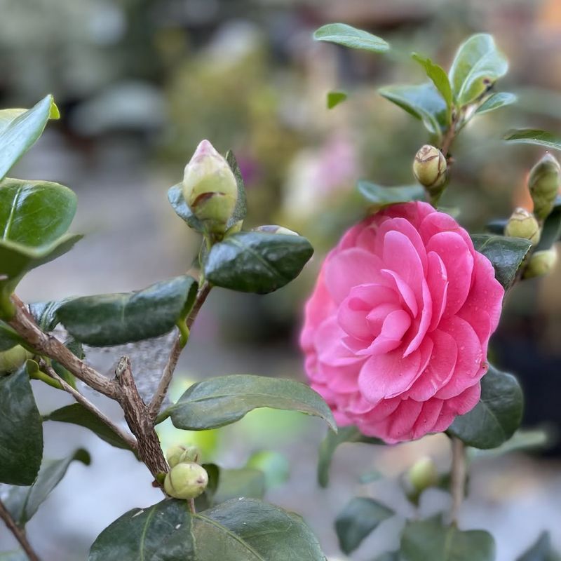 Buying Plants In Full Bloom Only