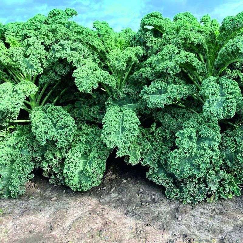 Choosing The Wrong Varieties