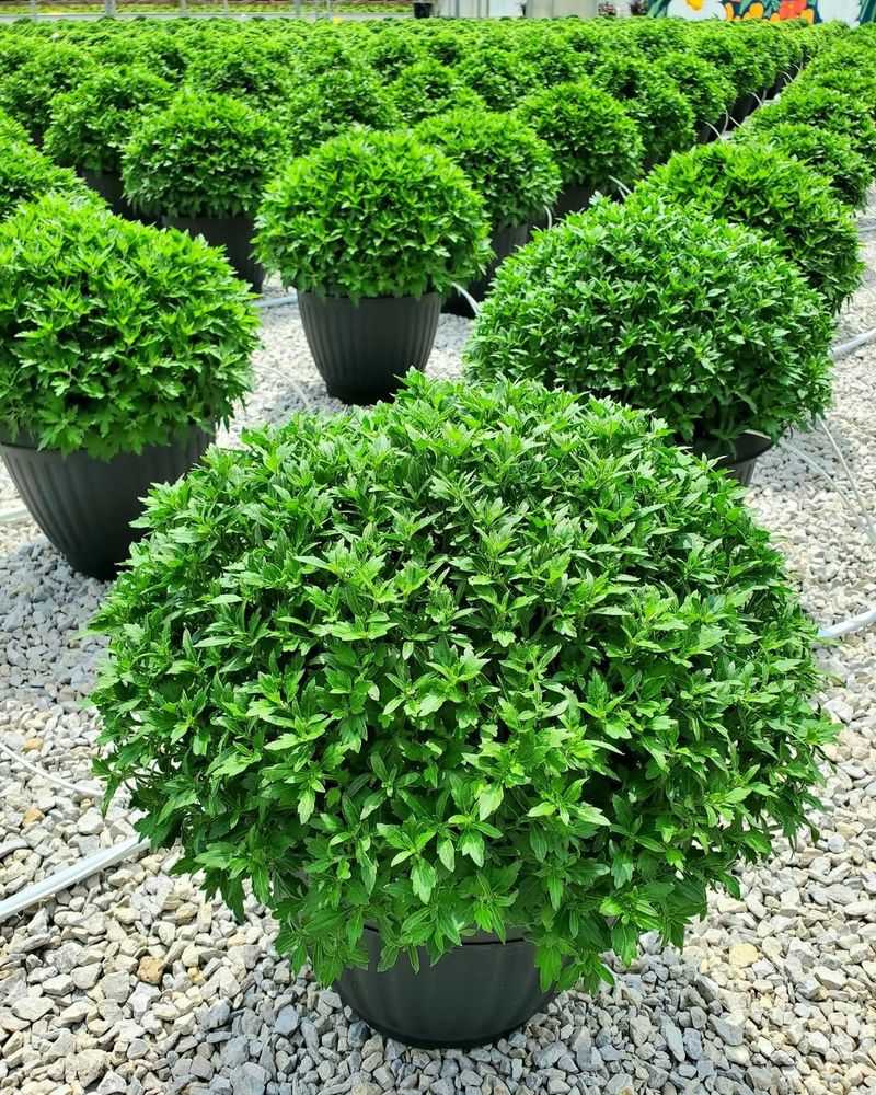 Overlooking Leaf Condition and Color