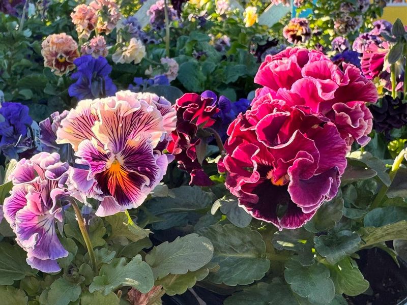 Picking The Wrong Varieties For Your Zone