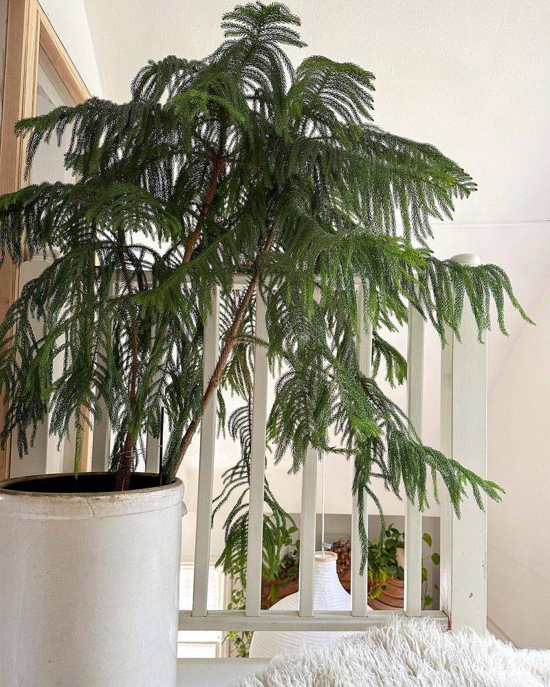 Choosing A Tree With Uneven Or Damaged Branch Structure