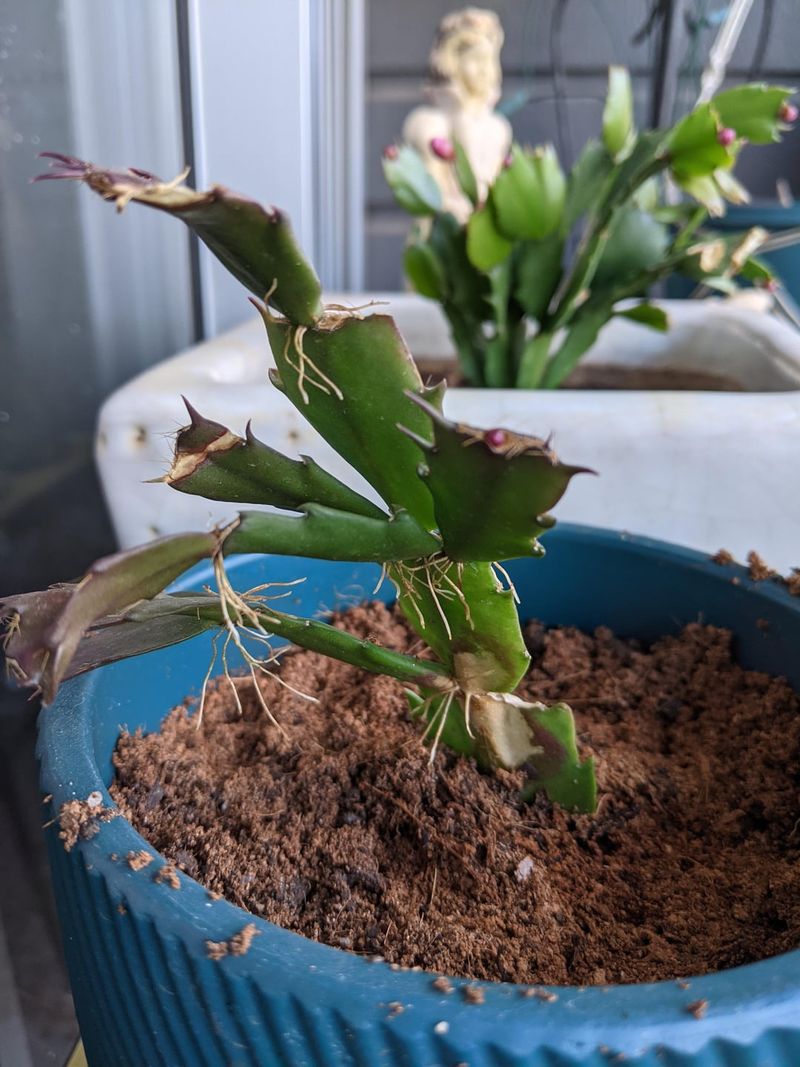 Using The Wrong Soil Mix