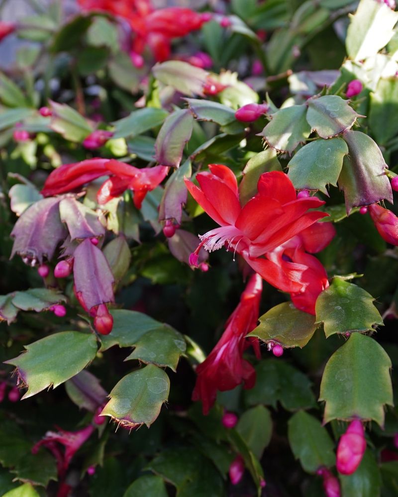 Assuming All Schlumbergera Are Identical