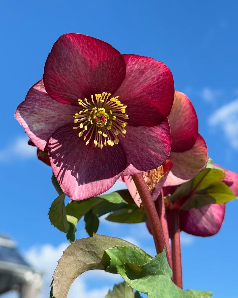 Buying Hellebores In Full Bloom Without Checking Root Health