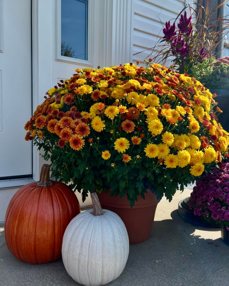 Choosing The Wrong Mum Variety For Maryland's Climate