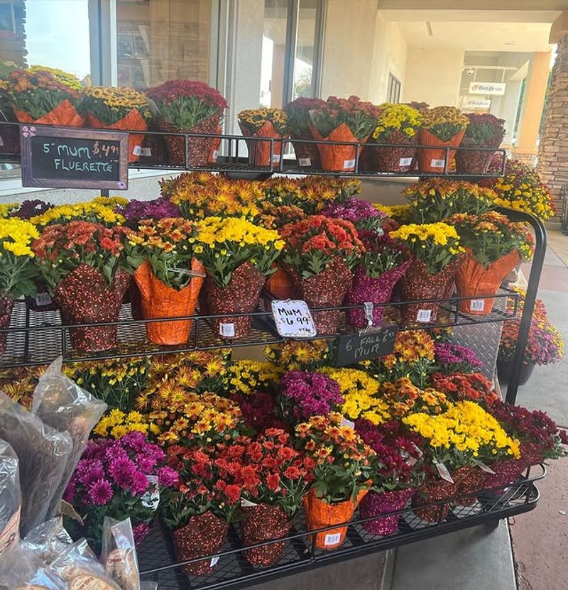 Choosing Florist Mums Instead Of Garden Varieties