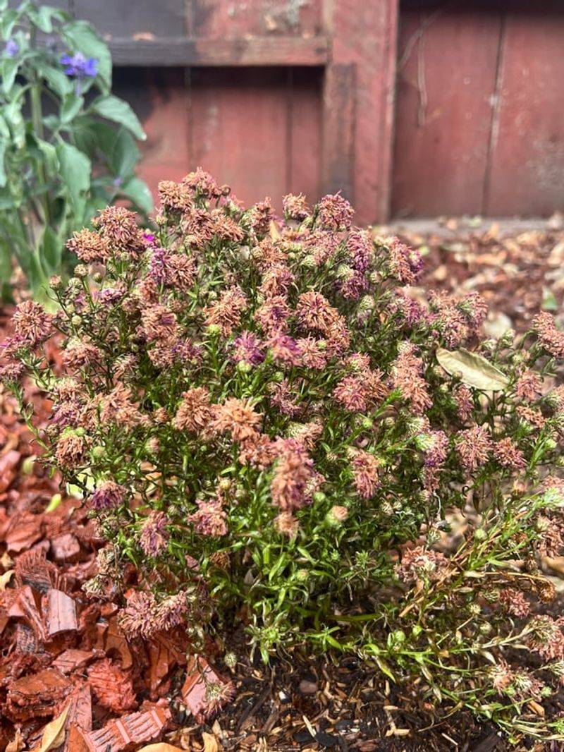 Forgetting To Check For Pests