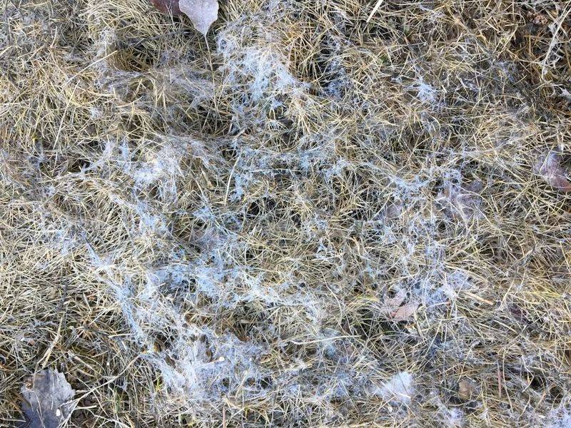 Prevents Snow Mold From Taking Over Your Yard