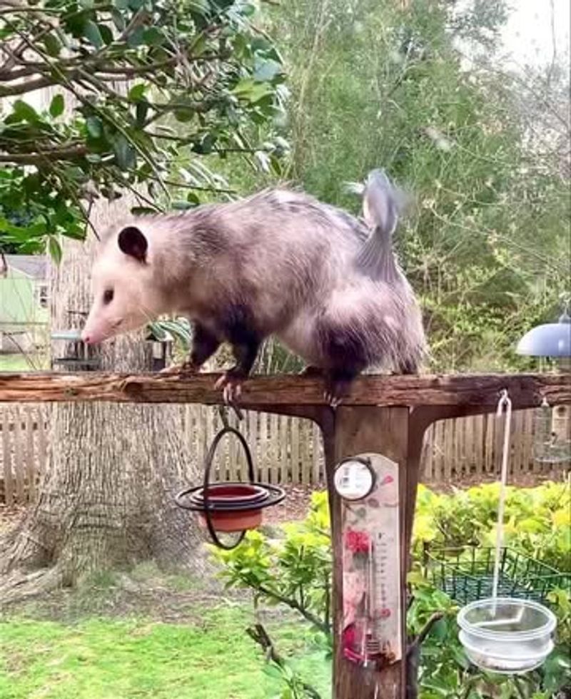 Possums Are Actually Helpful Neighbors