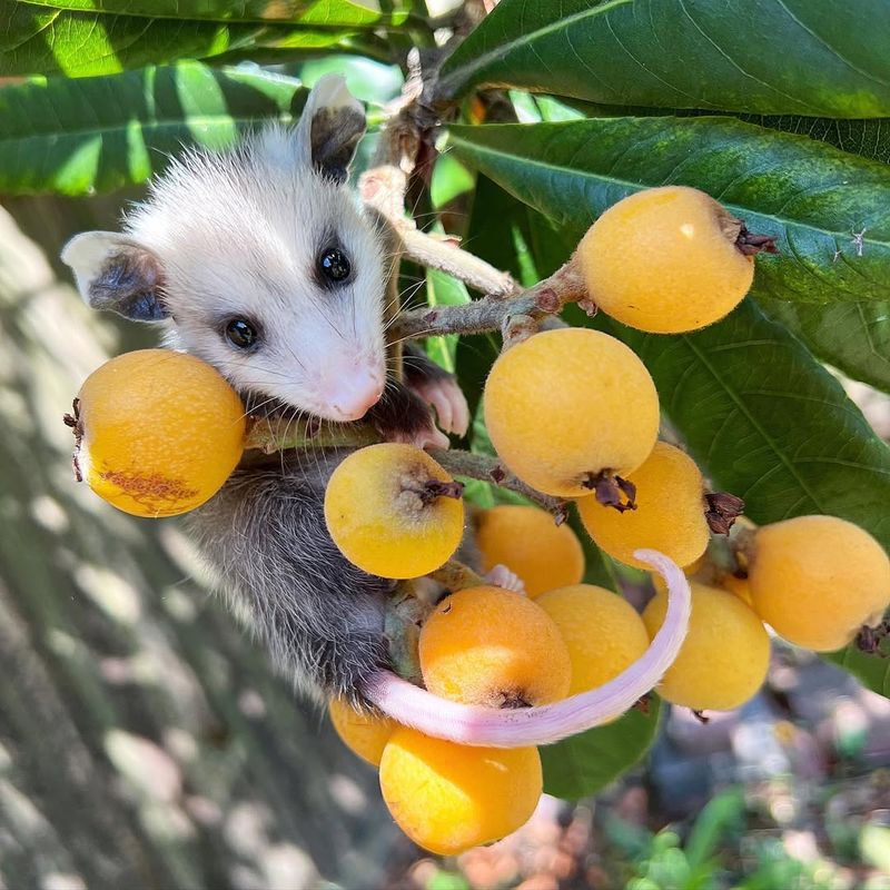 Cleanup Crew for Fallen Fruit