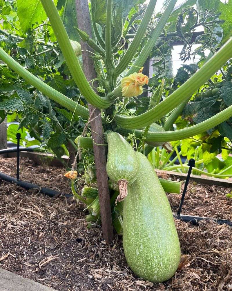 Zucchini And Squash
