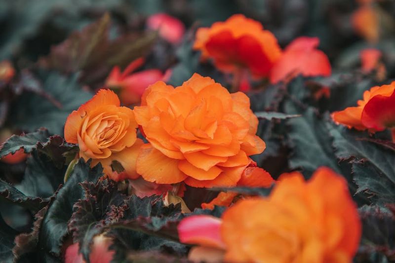 Begonias