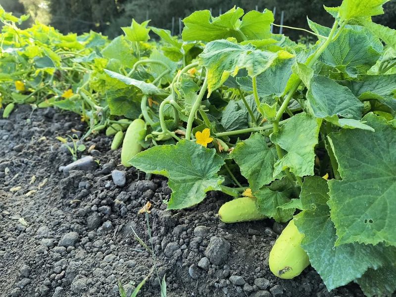 Cucumber Plants