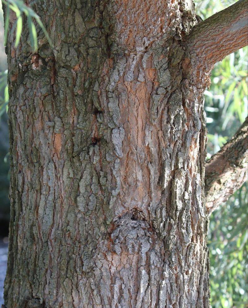 Ancient Cherokee Wisdom Meets Modern Science