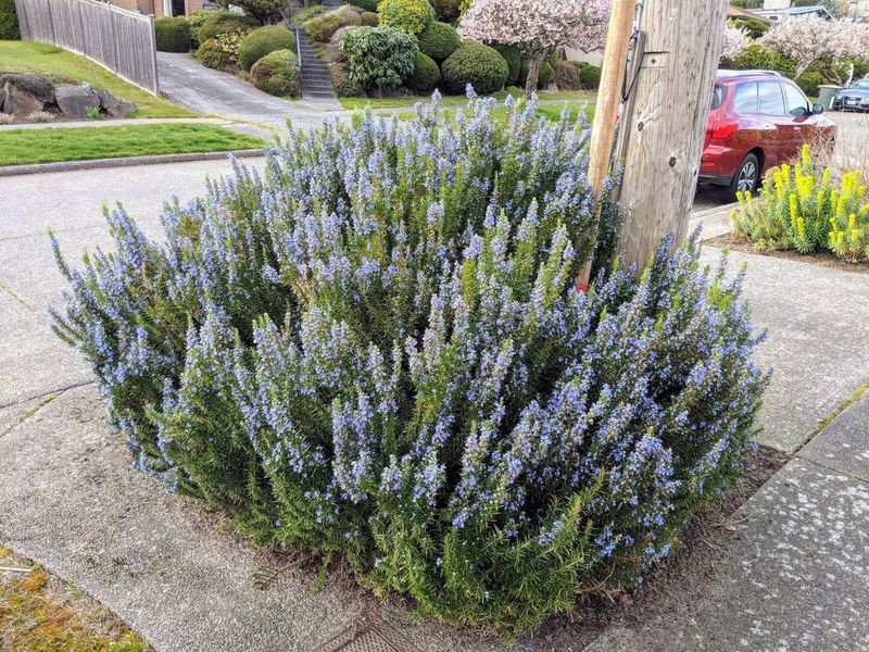 Beautiful Evergreen Curb Appeal