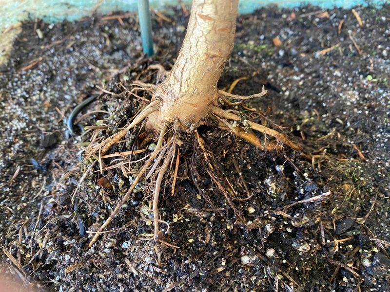 Phosphorus For Strong Root Development