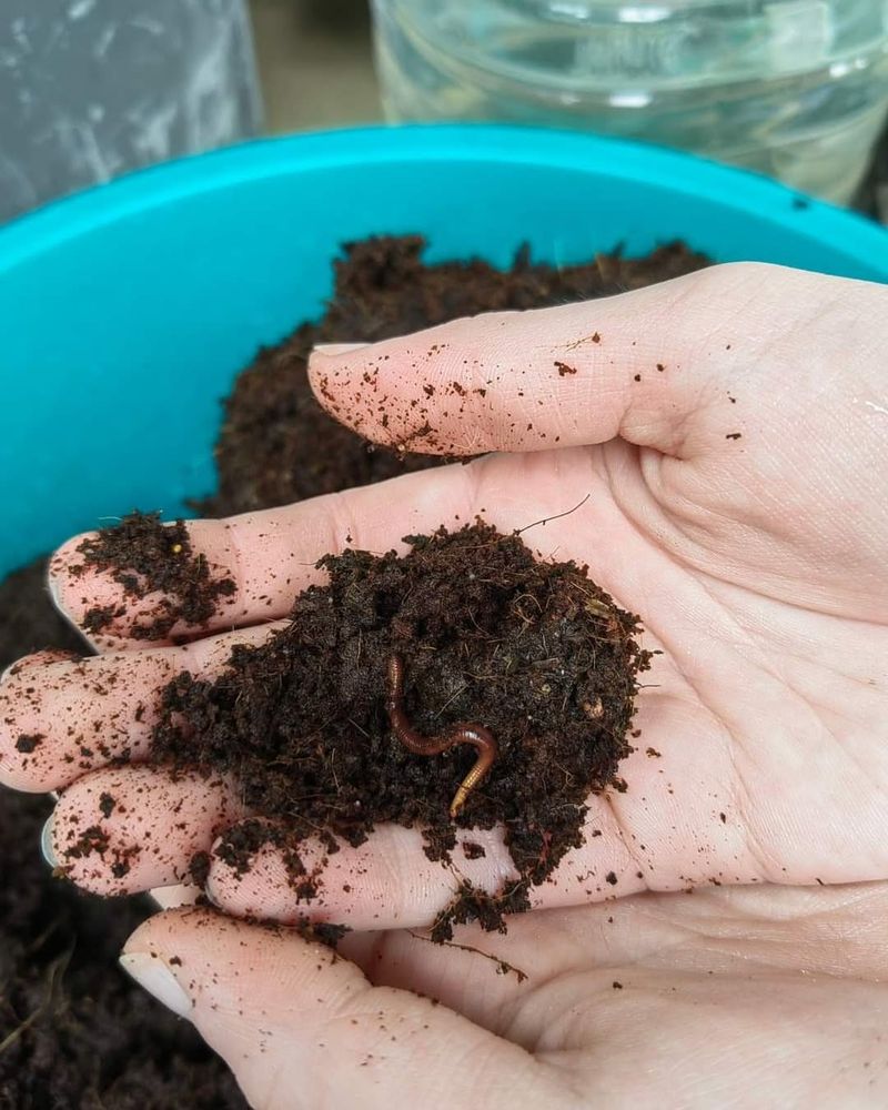 Attracts Beneficial Earthworms To Garden Beds
