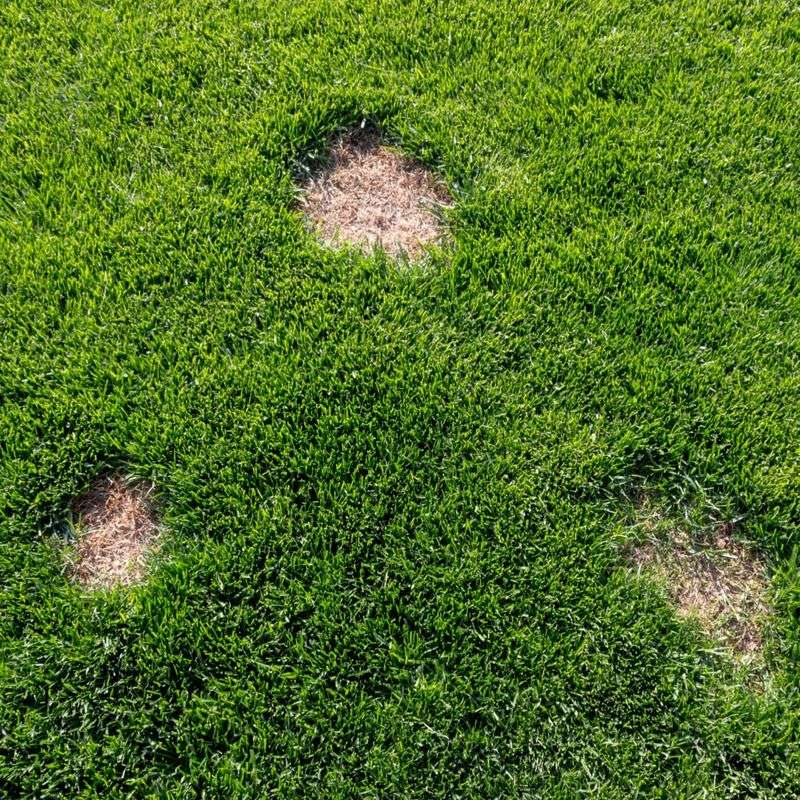 Neutralizes Fertilizer Spills Quickly