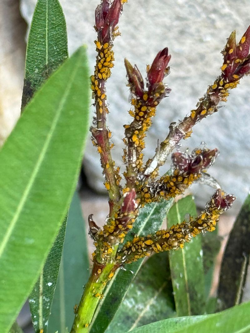 Reduces Risk Of Pest Problems On Shaded Sides