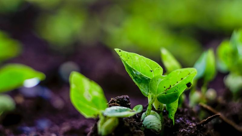 Provides Essential Nutrients For Spring Growth