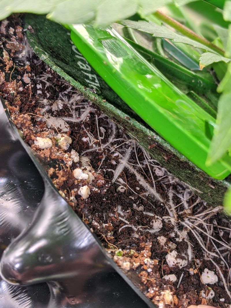 Supports Beneficial Microbes Through Cold Months