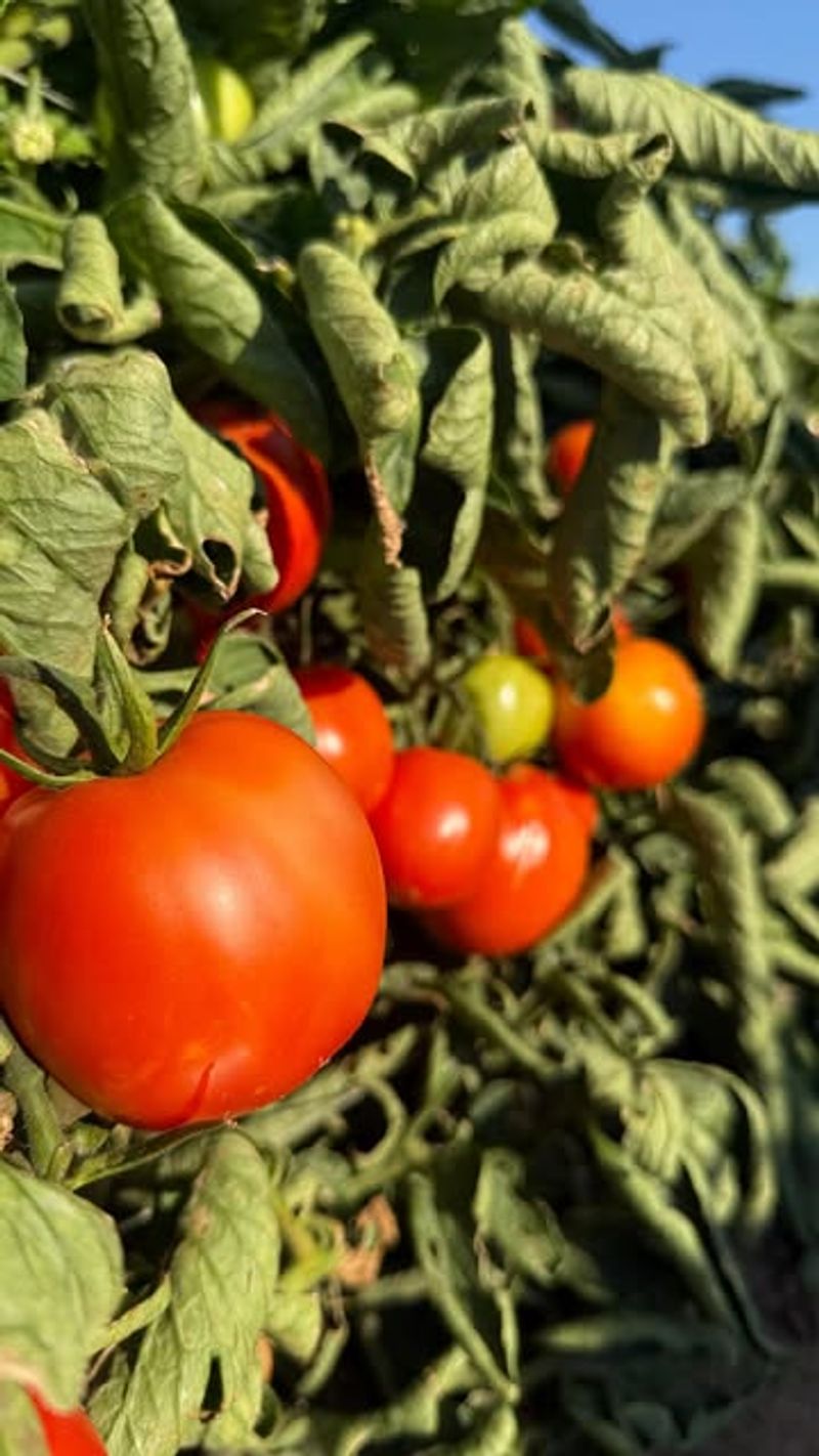 Where You Grew Nightshades Last Year