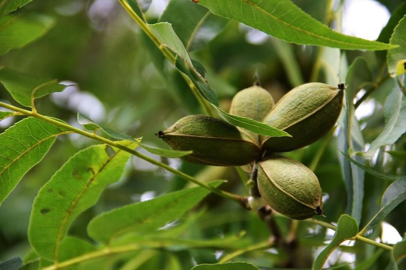 Close To Mature Pecan Trees