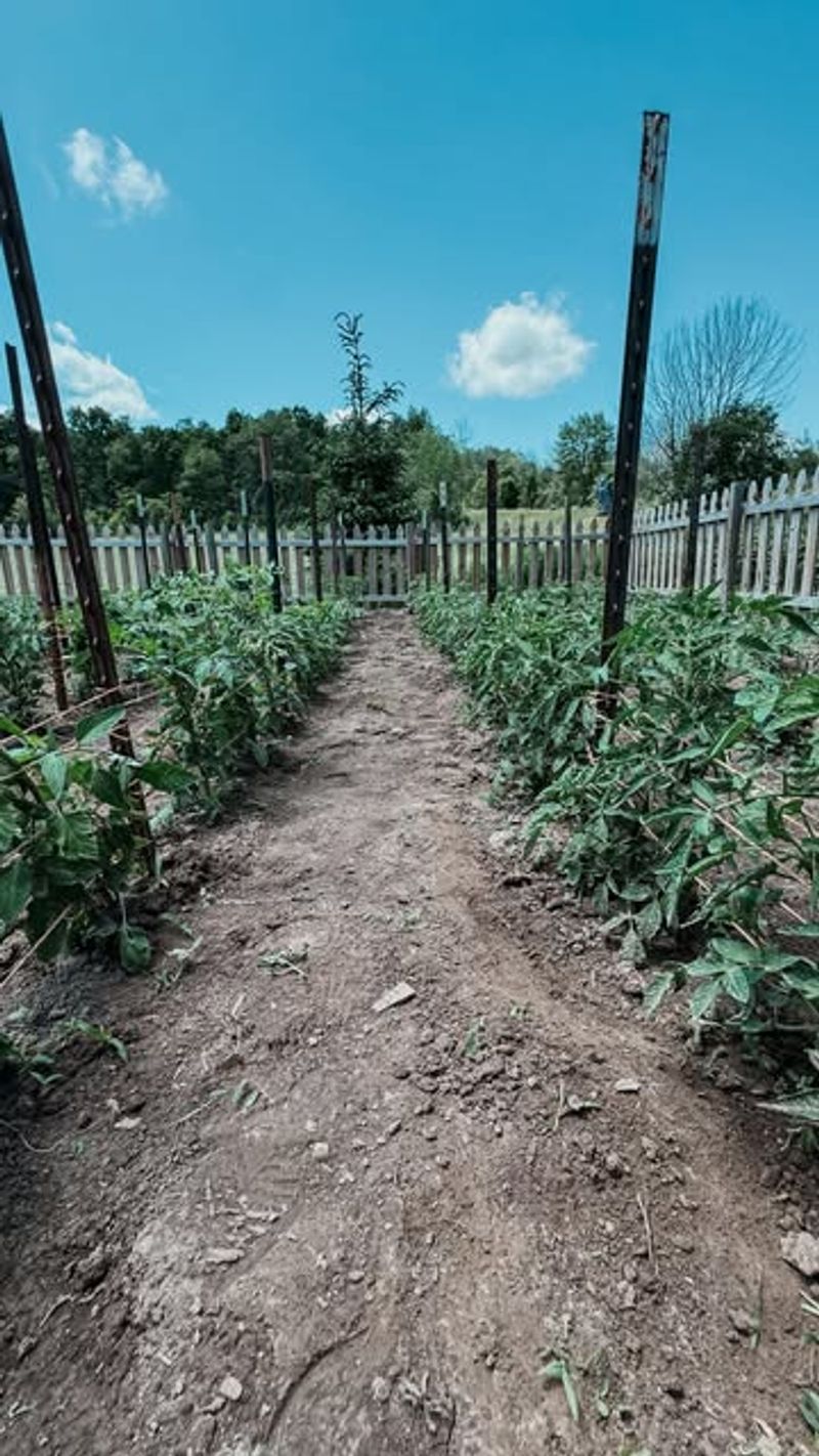 Too Close to Established Vegetable Gardens