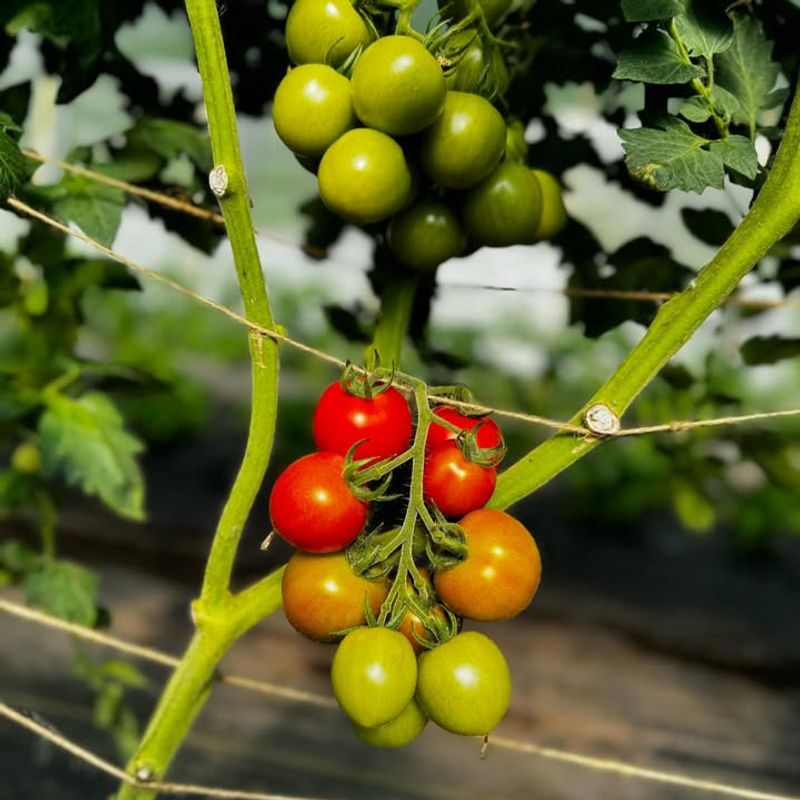 Right Up Against House Foundations