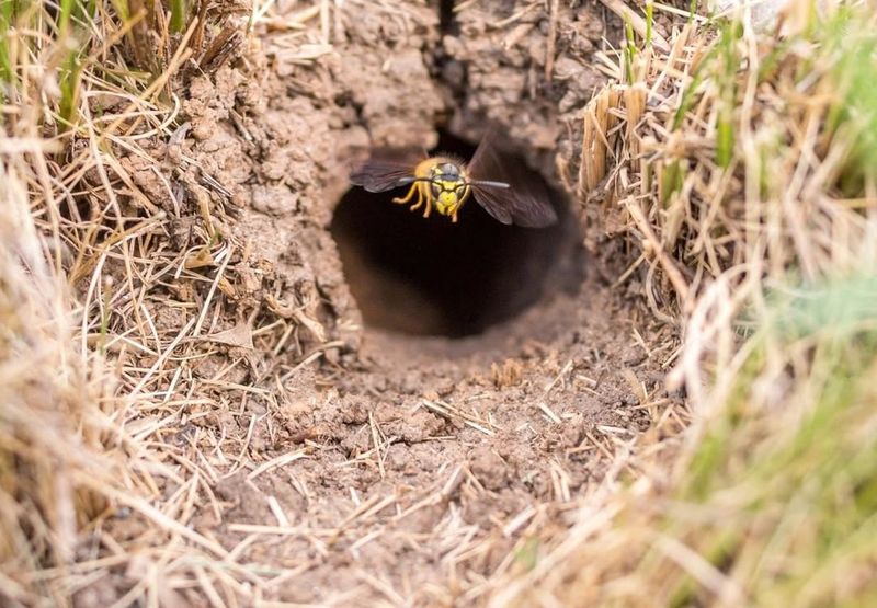 Underground In Abandoned Rodent Burrows